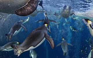 Wildlife Photographer of the Year 2012