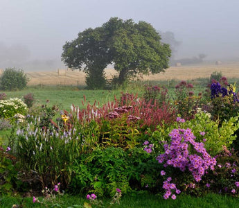 Book Review: Claire Austin's Book of Perennials