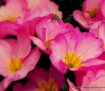 What to do in the garden this weekend.  A garden is for life; not just for Easter!