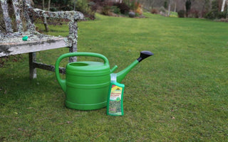 How to control moss on your lawn - organically