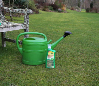 How to control moss on your lawn - organically
