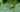 Organic Slug & Snail Control