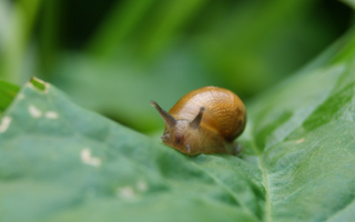 Organic Slug & Snail Control
