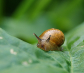 Organic Slug & Snail Control