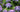 Flowering Climbers; Hardy Cool Clematis