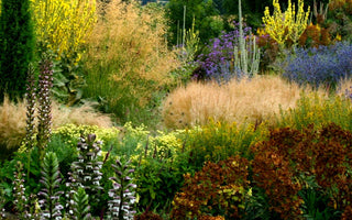 On the Dry Side: dealing with sunny, dry situations