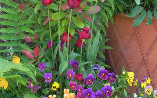 Container planting at its best: The Secrets of Whichford Pottery