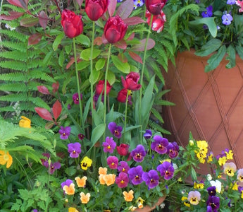 Container planting at its best: The Secrets of Whichford Pottery