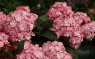 New plants at RHS Chelsea Flower Show 2014 &ndash; Plant of the Year 2014