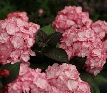 New plants at RHS Chelsea Flower Show 2014 &ndash; Plant of the Year 2014