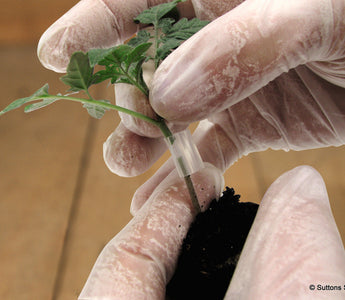 Grafted Vegetables: Better results when growing tomatoes, aubergines, peppers and even sweet potatoes