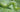 Caterpillars: A Wriggly Garden Pest