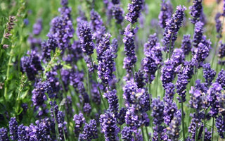Lavender's Blue..