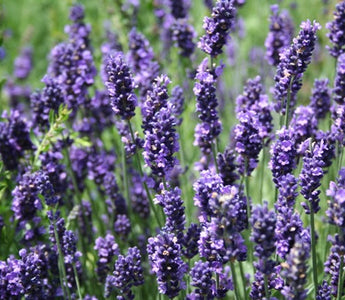 Lavender's Blue..