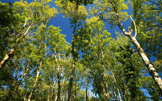 Ashes to Ashes; Ash Dieback the disease devastating Ash trees across Europe and now Britain