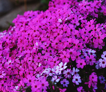 Episode 12: Annuals with Dr Noel Kingsbury