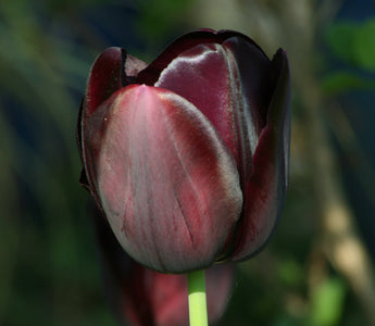What to do in the Garden Tomorrow - More Bulbs!