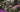 Enjoy Chelsea Flower Show: really make a day of it!