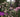 Enjoy Chelsea Flower Show: really make a day of it!