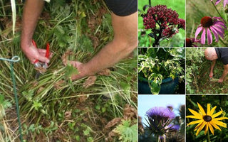 How to Cut Back Perennials