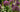 Alliums; Now's the time to buy and plant alliums for spring and summer flowers