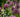Alliums; Now's the time to buy and plant alliums for spring and summer flowers