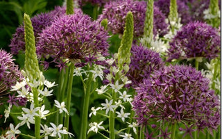 Alliums; Now's the time to buy and plant alliums for spring and summer flowers
