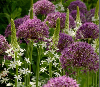 Alliums; Now's the time to buy and plant alliums for spring and summer flowers
