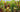 Carnivorous plants &ndash; flytraps, trumpet pitchers, sundews