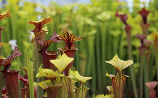Carnivorous plants &ndash; flytraps, trumpet pitchers, sundews