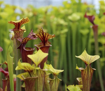 Carnivorous plants &ndash; flytraps, trumpet pitchers, sundews