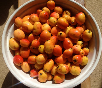 Crab Apples: productive and ornamental
