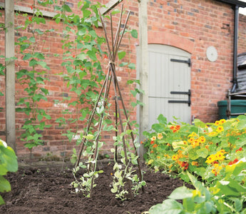 Give them the support they need: Plant supports for growing vegetables and flowers