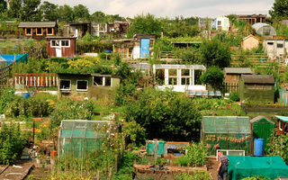 Allotments & Community Gardens