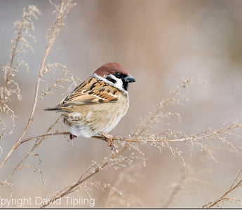 How to Photograph Garden Birds