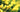 Yellow fever; Yellow flowers, golden foliage; Love yellow in the garden, or loathe it?