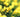 Yellow fever; Yellow flowers, golden foliage; Love yellow in the garden, or loathe it?