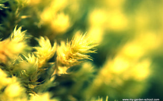 Yellow fever; Yellow flowers, golden foliage; Love yellow in the garden, or loathe it?