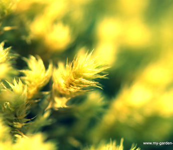 Yellow fever; Yellow flowers, golden foliage; Love yellow in the garden, or loathe it?
