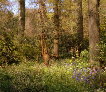 Planting Your Shady Garden