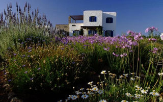How do you plant a seaside garden? Planting for coastal conditions