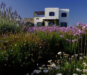 How do you plant a seaside garden? Planting for coastal conditions