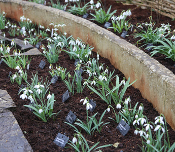 A passion for snowdrops