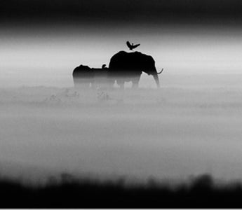 The Family Album of Wild Africa