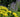10 Perennials Every Gardener Should Grow