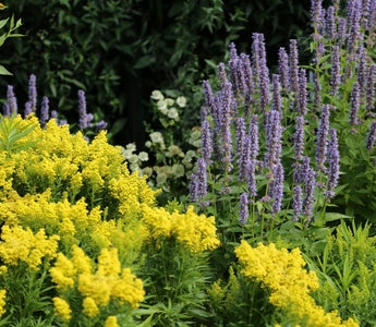 10 Perennials Every Gardener Should Grow