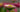 Flower photography: How to take natural looking flower photographs indoors