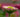 Flower photography: How to take natural looking flower photographs indoors