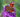 Shrubs to attract butterflies: Growing buddlejas