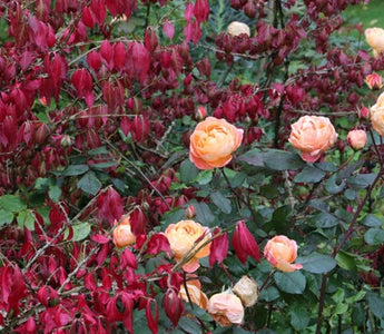 Autumn treasures & Fall colour #fallintogardening